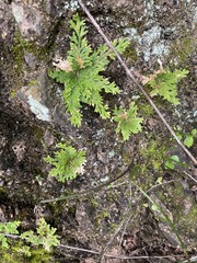Selaginella pallescens