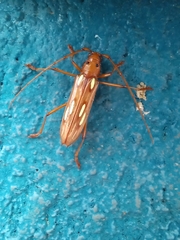 Eburodacrys fortunata