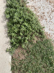 Amaranthus polygonoides