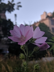 Malva alcea