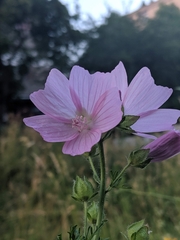 Malva alcea