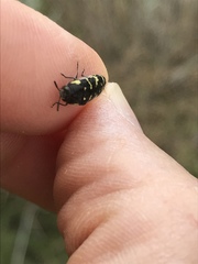 Acmaeodera macra