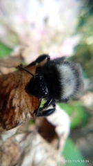 Bombus funebris