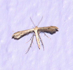 Pterophorinae
