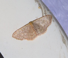 Leptostales pannaria