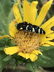 Acmaeodera macra
