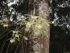 Brassavola tuberculata