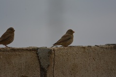 Bucanetes githagineus