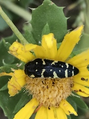 Acmaeodera macra