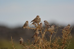 Bucanetes githagineus