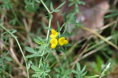 Lotus corniculatus