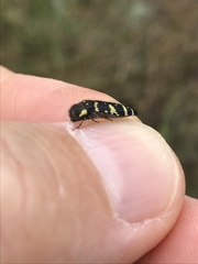 Acmaeodera macra