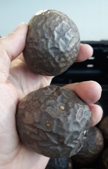 Passiflora edulis edulis