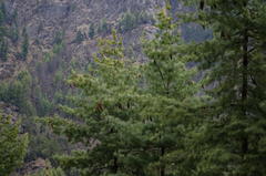 Pinus wallichiana