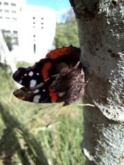 Vanessa atalanta atalanta