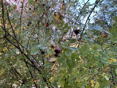 Rosa nutkana
