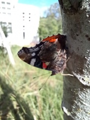 Vanessa atalanta atalanta