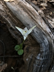 Codonorchis lessonii