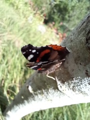 Vanessa atalanta atalanta