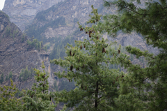 Pinus wallichiana