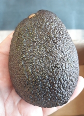 Persea americana