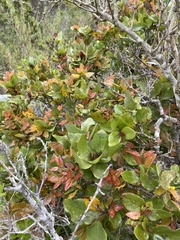 Cryptocarya alba