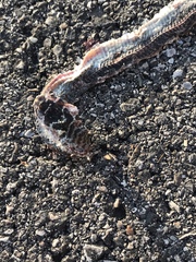 Hierophis viridiflavus