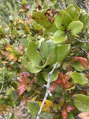 Cryptocarya alba