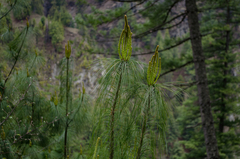 Pinus wallichiana