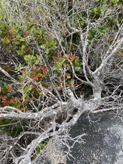 Cryptocarya alba