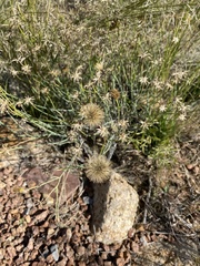 Porophyllum scoparium