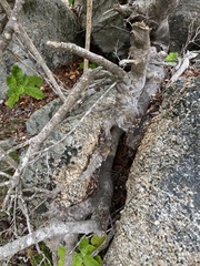 Cryptocarya alba