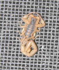 Centruroides ornatus