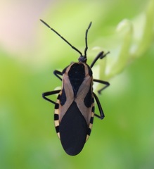 Sephina vinula