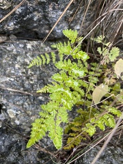 Cheilanthes hypoleuca