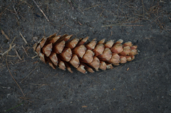 Pinus wallichiana