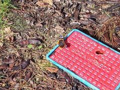 Vanessa atalanta atalanta