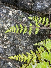 Cheilanthes hypoleuca