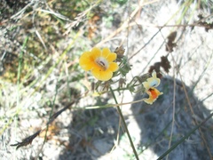 Nemesia strumosa