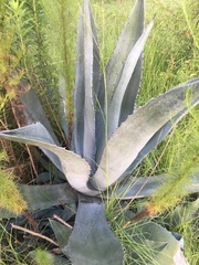 Agave americana