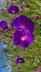 Ipomoea stans