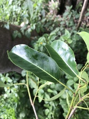 Ficus henneana