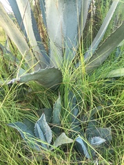 Agave americana