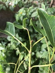 Ficus henneana