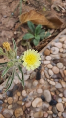 Andryala integrifolia