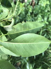 Ficus henneana
