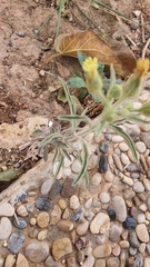 Andryala integrifolia