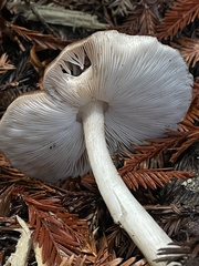Pluteus exilis