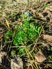 Sempervivum globiferum