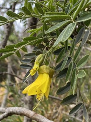 Sophora macrocarpa